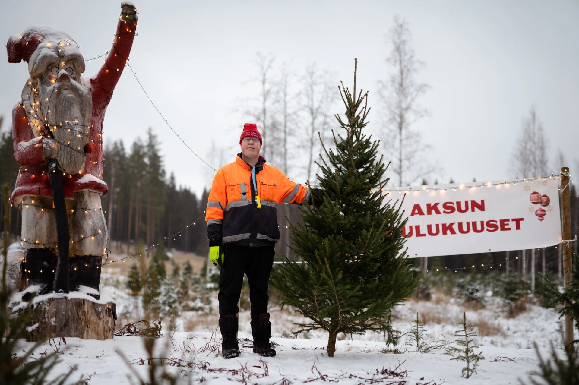 Aksulan noutoviljelmä kuusimetsä