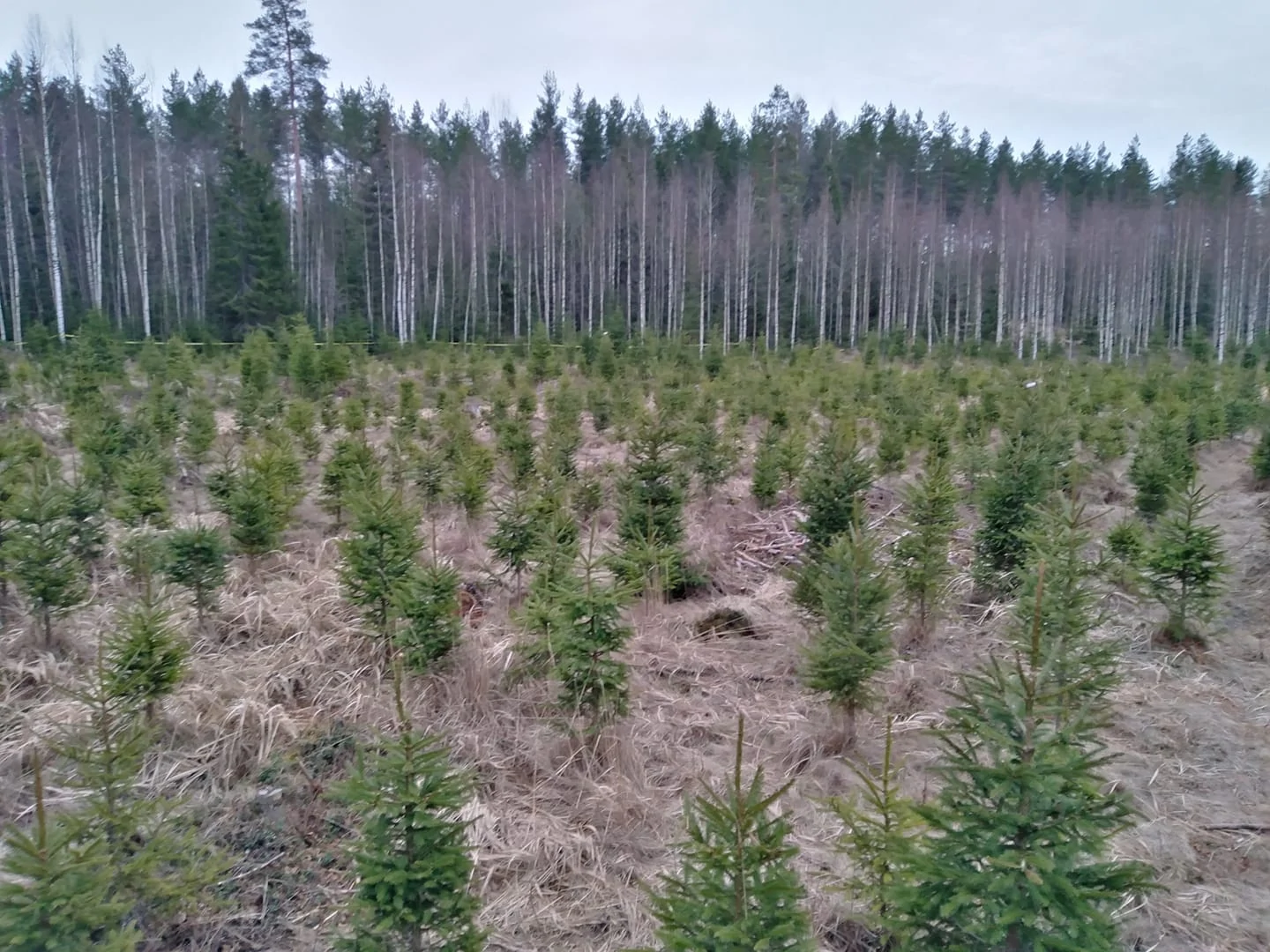 Joulukuusien tukkumyynti