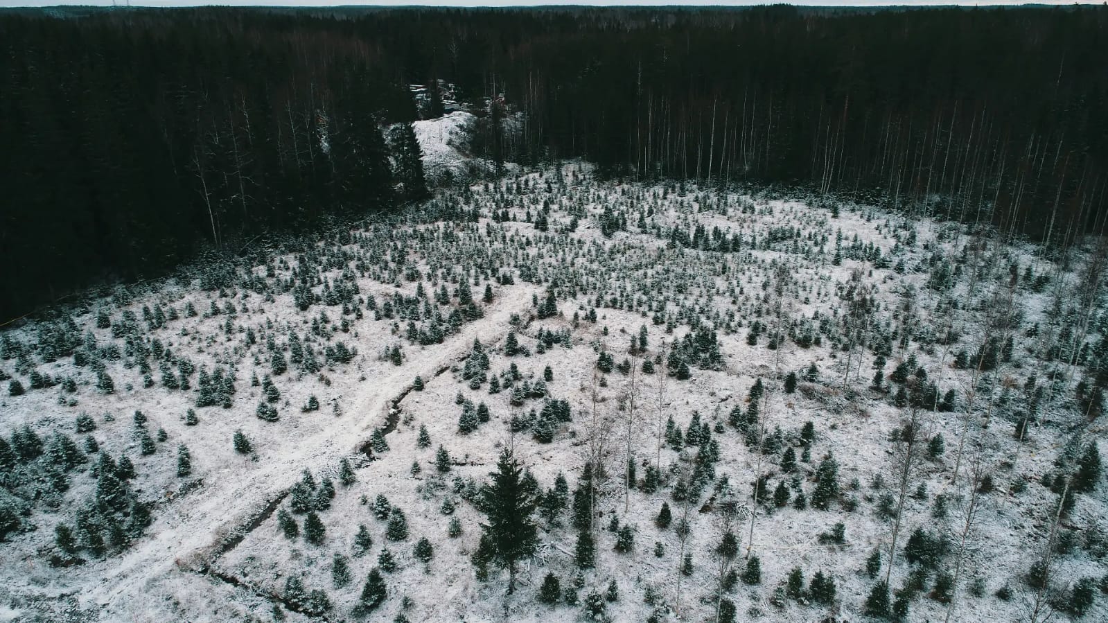 Viljelty joulukuusi lähikuvassa